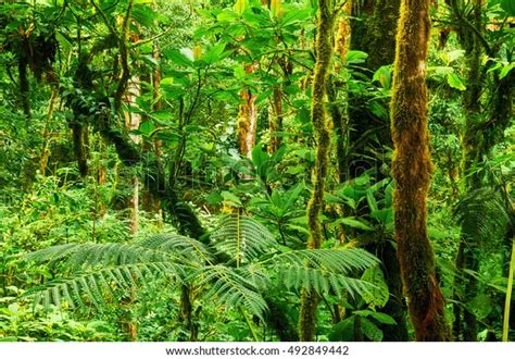 Beautiful Tropical Rainforest Central America Stock Photo 492849442