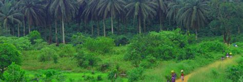 Sierra Leone Report By Green Scenery On Land Confrontation With Socfin