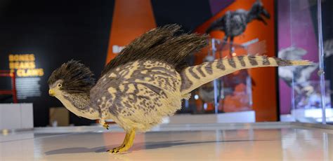Finally You Can See Dinosaurs In All Their Feathered Glory