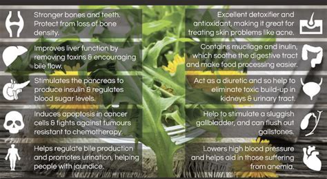 10 Health Benefits Of Dandelion Advancing Health Naturally