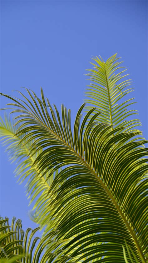Download Wallpaper 1080x1920 Palm Tree Branches Leaves Sky Green