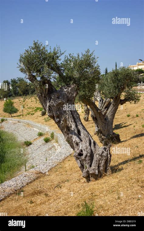 Old Olive Tree In A Dry Garden Stock Photo Alamy