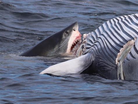 Sharks Eating Sharks