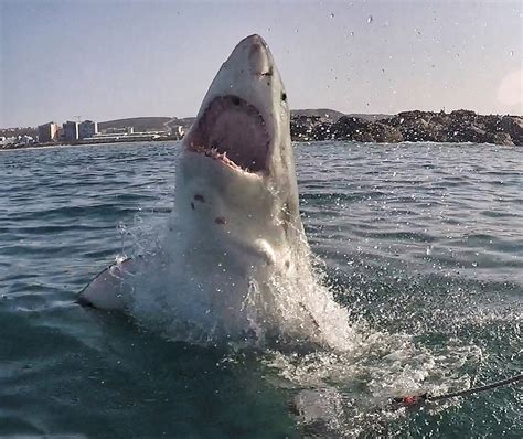 Exploring The Dangers Of Great White Shark Attacks In Australia