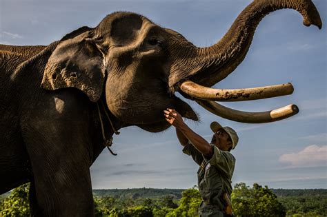 Wildlife Detectives Pursue The Case Of Dwindling Elephants In Indonesia The New York Times