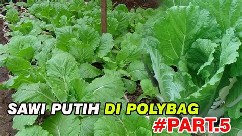 Oleh sebab itu isi benih jagung manis per kilogram lebih banyak dibandingkan jagung biasa dan membuat harga benih jagung manis lebih mahal dibandingkan jagung biasa. TUTORIAL TANI Menanam SAWI PUTIH Di Polybag Perawatan ...
