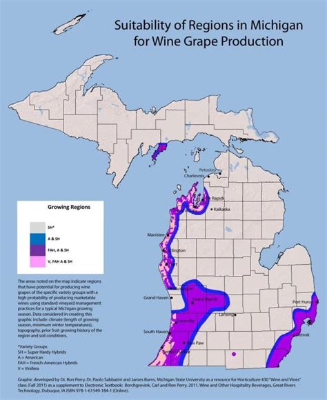 Fresh grape vine in bright sunshine. Growing Wine Grapes in Michigan - Grapes