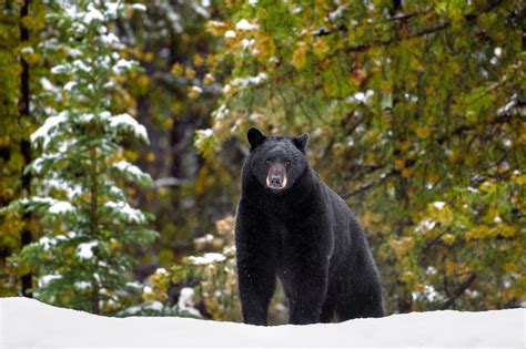 How To Photograph Wildlife In Banff National Park Canada Nature Ttl