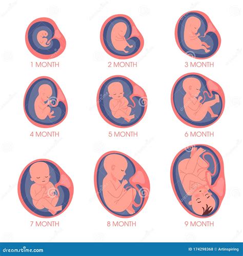 Embryo In Womb Set Fetal Development And Growth During Stock Vector