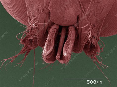 Sem Of Louse Fly Mouthparts Stock Image F0103068 Science Photo