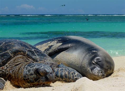 Hawaiian Monk Seal Research Program