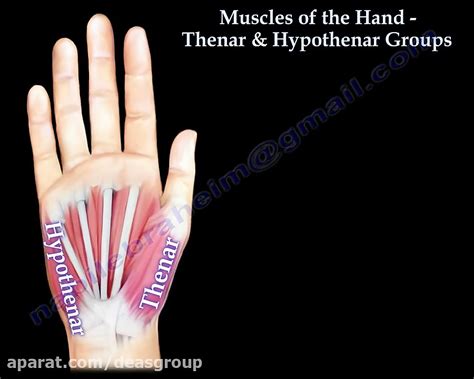 Muscles Of The Hand Thenar And Hypothenar Groups Everything You Need To
