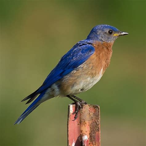 Bluebirds In North Carolina Hubpages