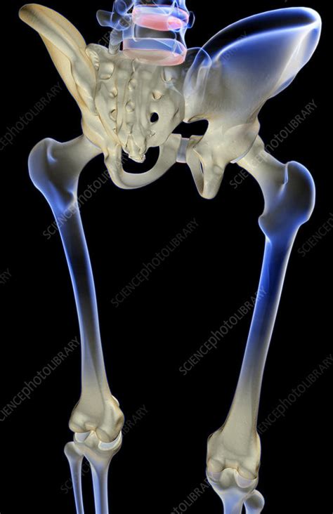 The Bones Of The Lower Limb Stock Image F0015606 Science Photo