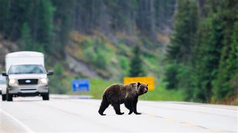 The Best Places To See Wildlife In Jasper Canada