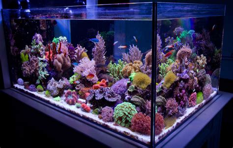 Saltwater Aquarium Setup For Beginners Saltwater Fish Tank Guide 2019