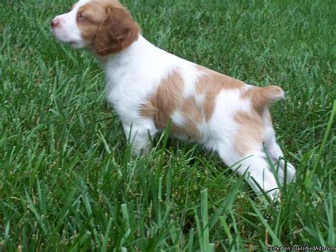 Why buy a puppy for sale if you can adopt and save a life? BRITTANY SPANIEL PUPPIES AKC for sale in Forest, Georgia - Best pets Online