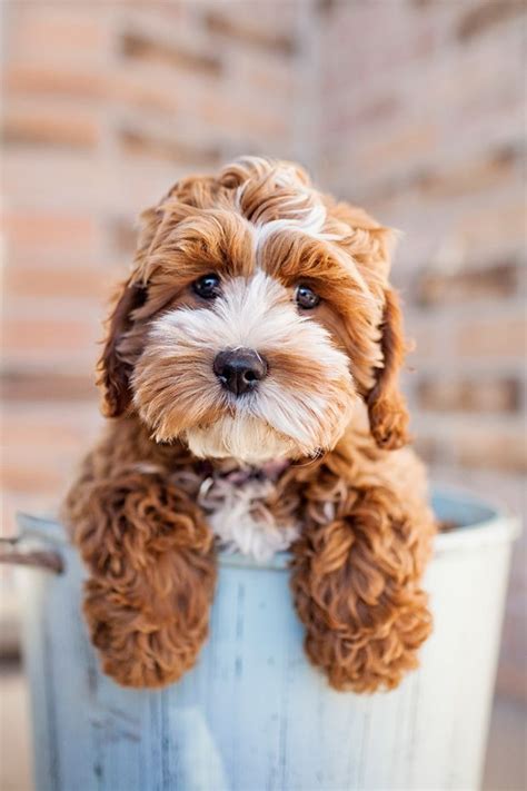Tessa The Cockapoo Puppy By Happy Tails Pet Photography Pet