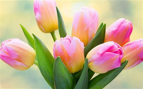 Download Wallpapers Pink Tulips 4k Spring Flowers Pink