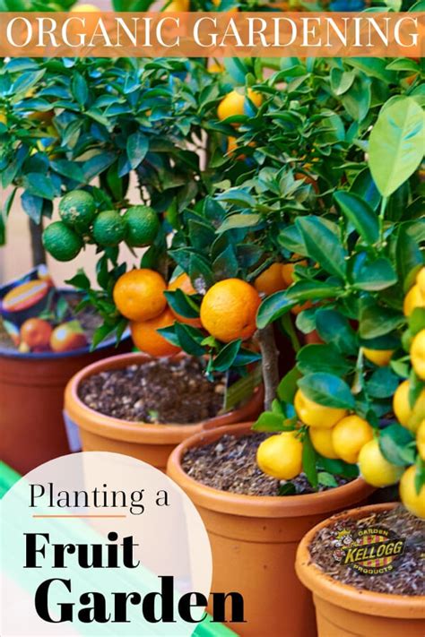 How To Start A Fruit Garden Kellogg Garden Organics