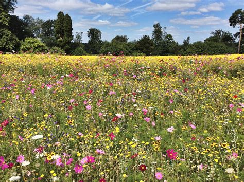 Nature Showing Off Wild Flower Meadow Coworthpark Ascot Wild Flower