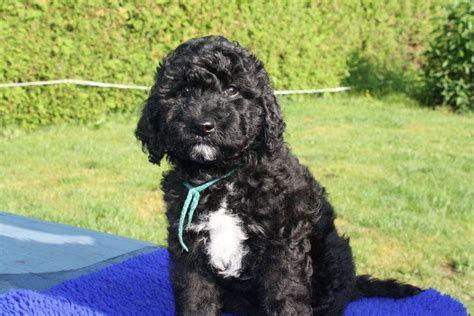 Search through thousands of dogs for sale and puppies for sale adverts near me in the usa and europe at animalssale.com. american barbet puppy for sale | Asiapets.in