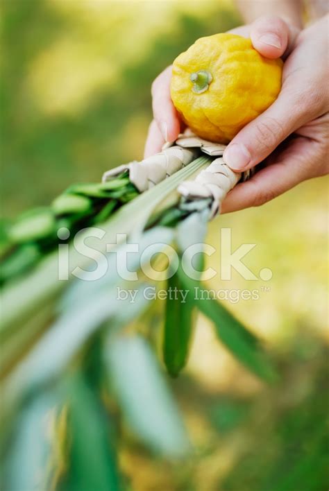 Lulav And Etrog Stock Photo Royalty Free Freeimages