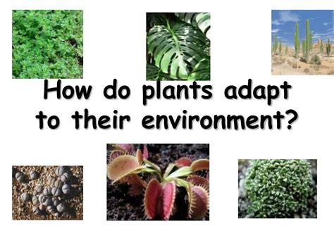 The cactus wren and california thrasher often build their nests in the buckhorn cholla. PPT - How do plants adapt to their environment? PowerPoint ...