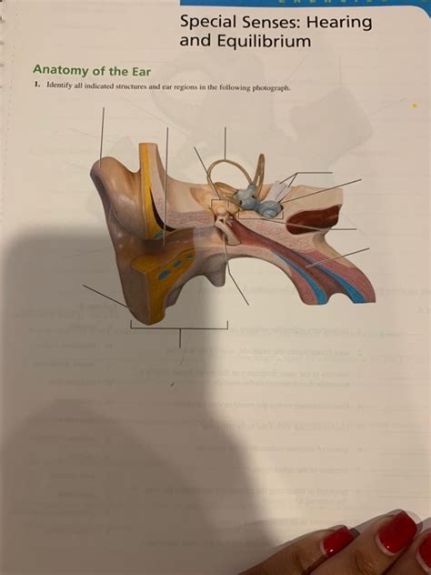 Special Senses Hearing And Equilibrium Anatomy Of The Ear 1 Identify