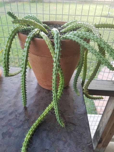 Cactus spines make a pretty great armor, but they aren't just there to stab you. Plant Identification...its waxy has small deep red blooms ...