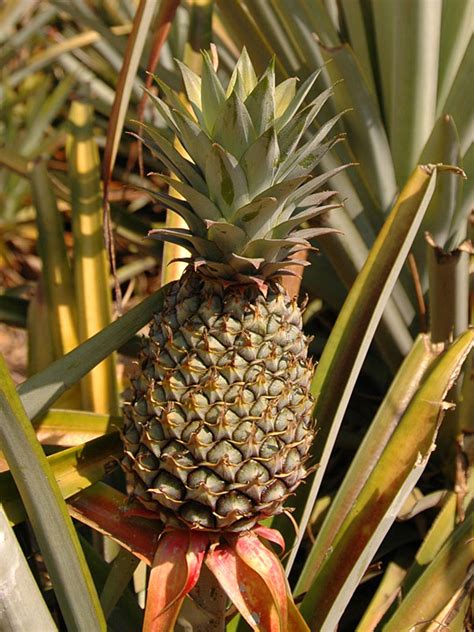 Smooth Cayenne Pineapple Plant Ananas Cosomus Urban Tropicals