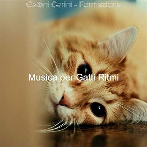 Gattini Carini Formazione By Musica Per Gatti Ritmi On Amazon Music