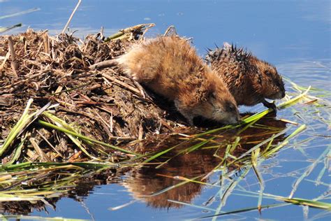 Public Domain Picture Muskrat Pair Feeding On Lacreek Nwr 01 Id