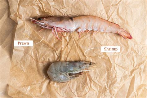 Prawns Vs Shrimp Side By Side Photos