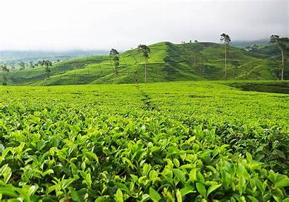 Tea Plantation Puncak Gunung Mas Garden Wallpapers