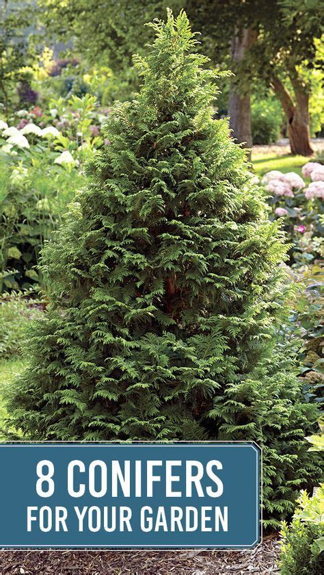Get To Know Different Types Of Conifers Evergreen Landscape Conifers