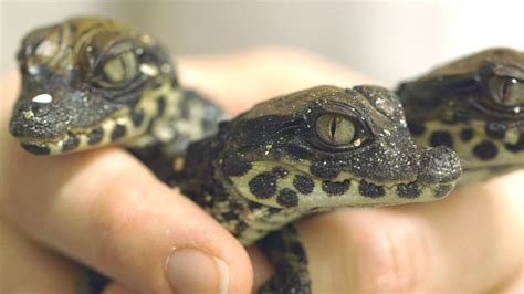 Worlds Smallest Species Of Crocodile Born At San Diego Zoo Ktla