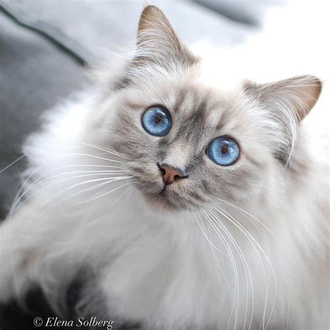 Beautiful Blue Birman Eyes