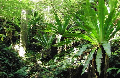 The island's area is 8.75 km2 (3.38 sq mi) and, as of 2014, its population is 170. Aogashma Island in the Izu Shoto Island Chain of the Tokyo ...