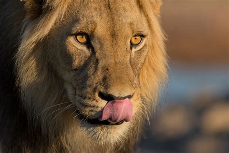 Lion Afrique Du Sud Kalahari Secrets Du Monde Sauvage