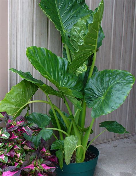 The Best Elephant Ear Outdoor Plant References Eviva Midtown