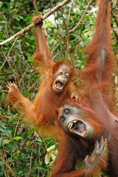 Whats So Funny Photographers Hilarious Collection Of Animals