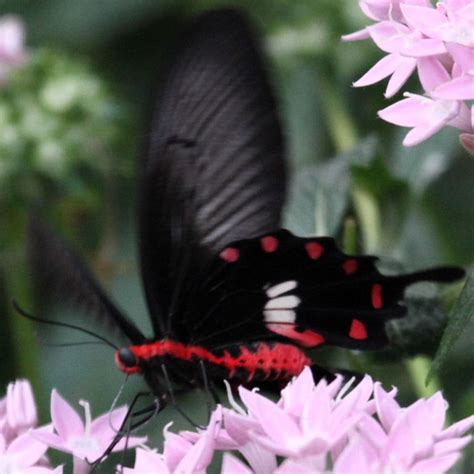 Common Rose Swallowtail Butterfly
