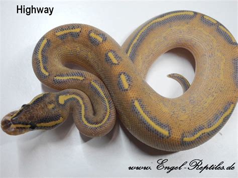 Highway Ball Python By Engel Reptiles Morphmarket