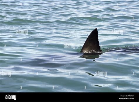 Great White Shark Dorsal Fin Breaking Surface South Africa Stock Photo