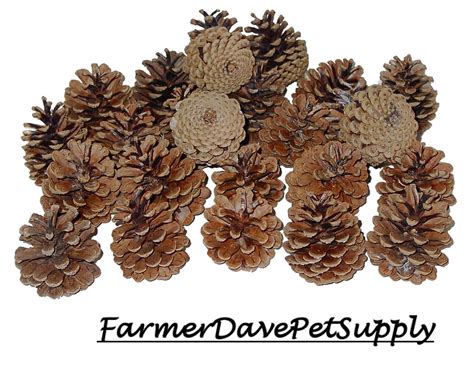 FarmerDavePetSupply 25 Medium Pine Cones