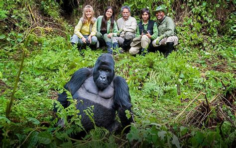 Gorillas Of Rwanda A Magical Safari Experience Micato Safaris
