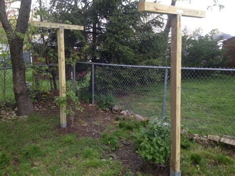 Can bear fruit the first year after planting. My Kiwi Trellis that I built from DIY instructions ...