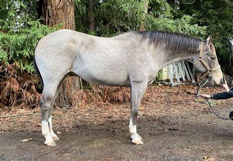 Out of registered stock but is grade. Buckskin Horses for Sale in Oregon