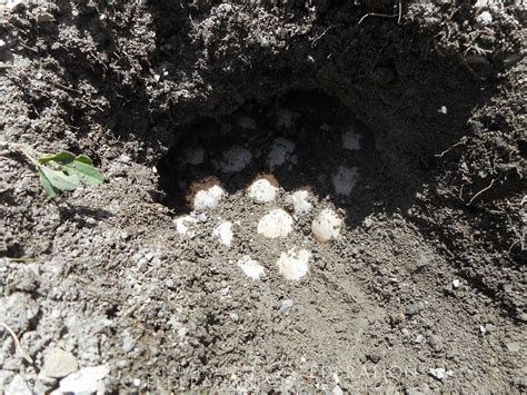How to protect snapping turtle eggs? We've Got Turtle Eggs! - Your Connection to Wildlife